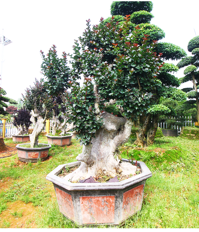 基地批发紫薇古桩 造型树盆景百日红紫薇树桩老桩景量大从优