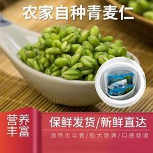 农家自产新鲜青麦仁麦粒4斤脱皮麦仁煮粥五谷杂粮速冻小青麦1/5斤