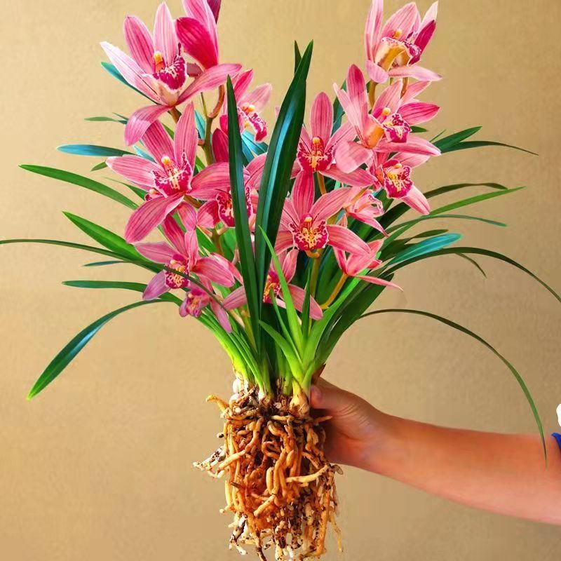 b9mq现带香水味花苞 建兰四季兰状元红 香妃兰花苗好养易活浓香型