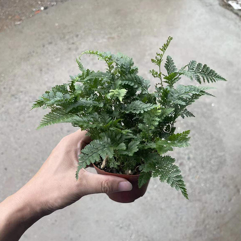 狼尾蕨盆栽植物室内桌面耐阴绿植办公室净化空气好养花卉