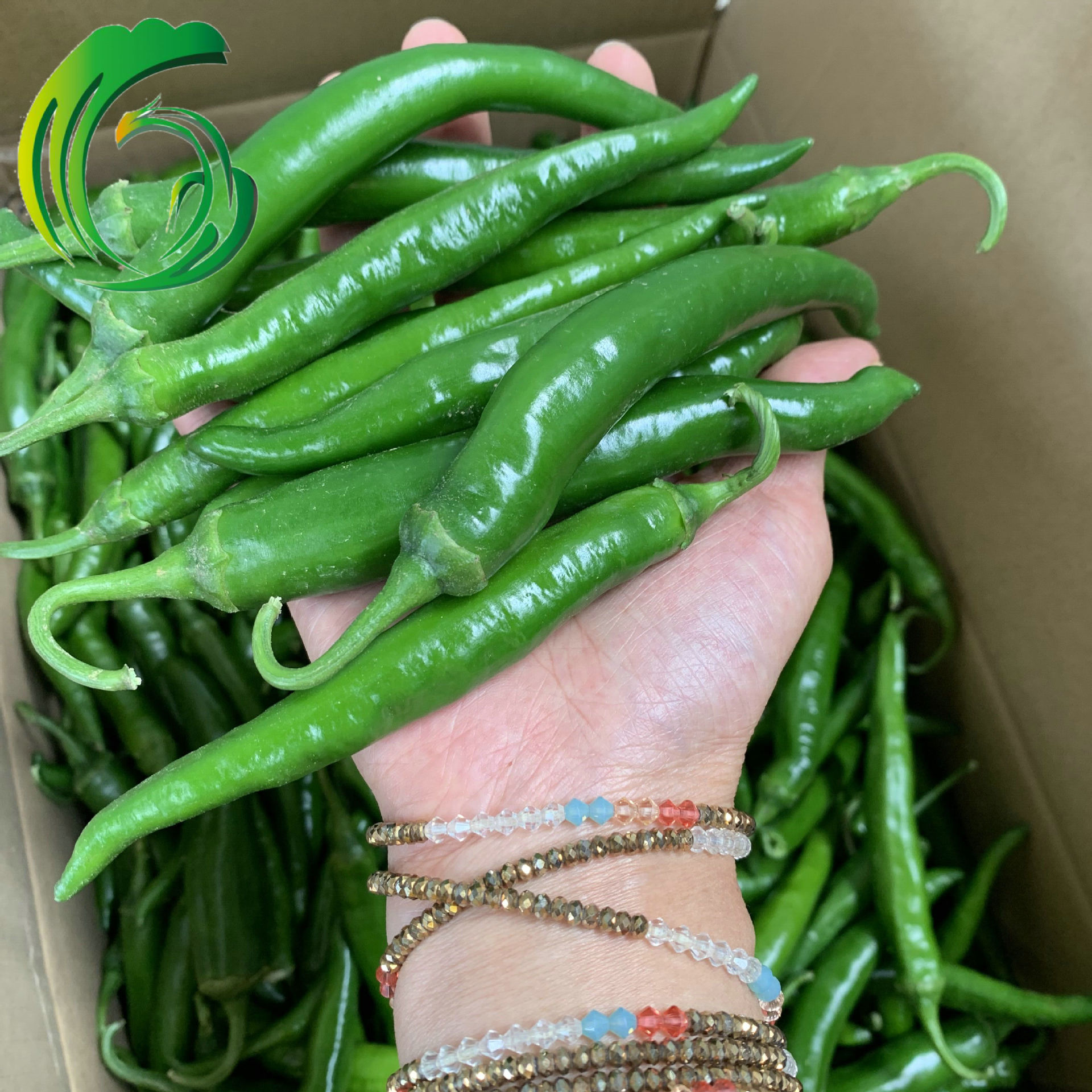 2021冷冻青阳椒 5-7mm切圈 工厂直供 山东产地 备案基地 出口韩国