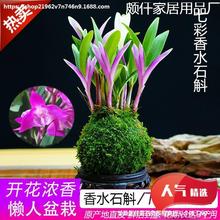 新品七彩香水石斛兰现带花苞水培开花浓香室内桌面绿植盆栽花卉