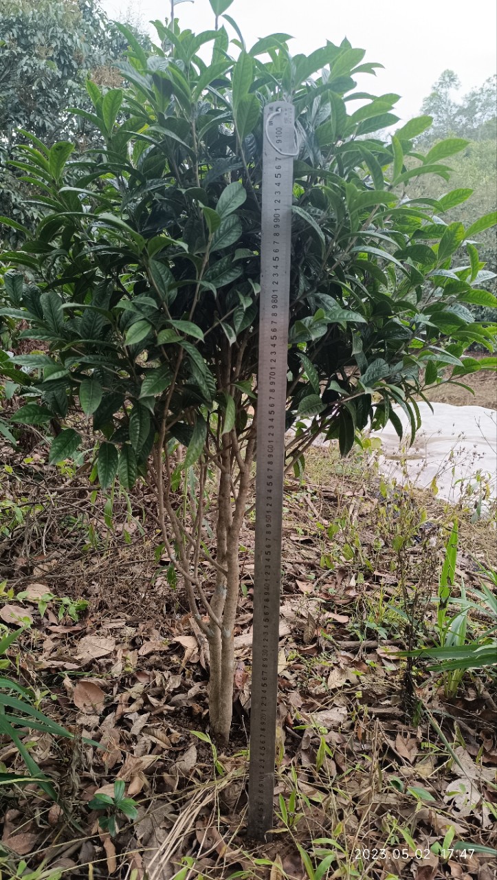 0成交0棵广西防城港金花茶树木10年种植基地培育原产地发货带花蕾
