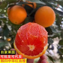 中华红血橙湖北秭归红肉红心脐橙现摘新鲜橙子整箱水果批发红橙