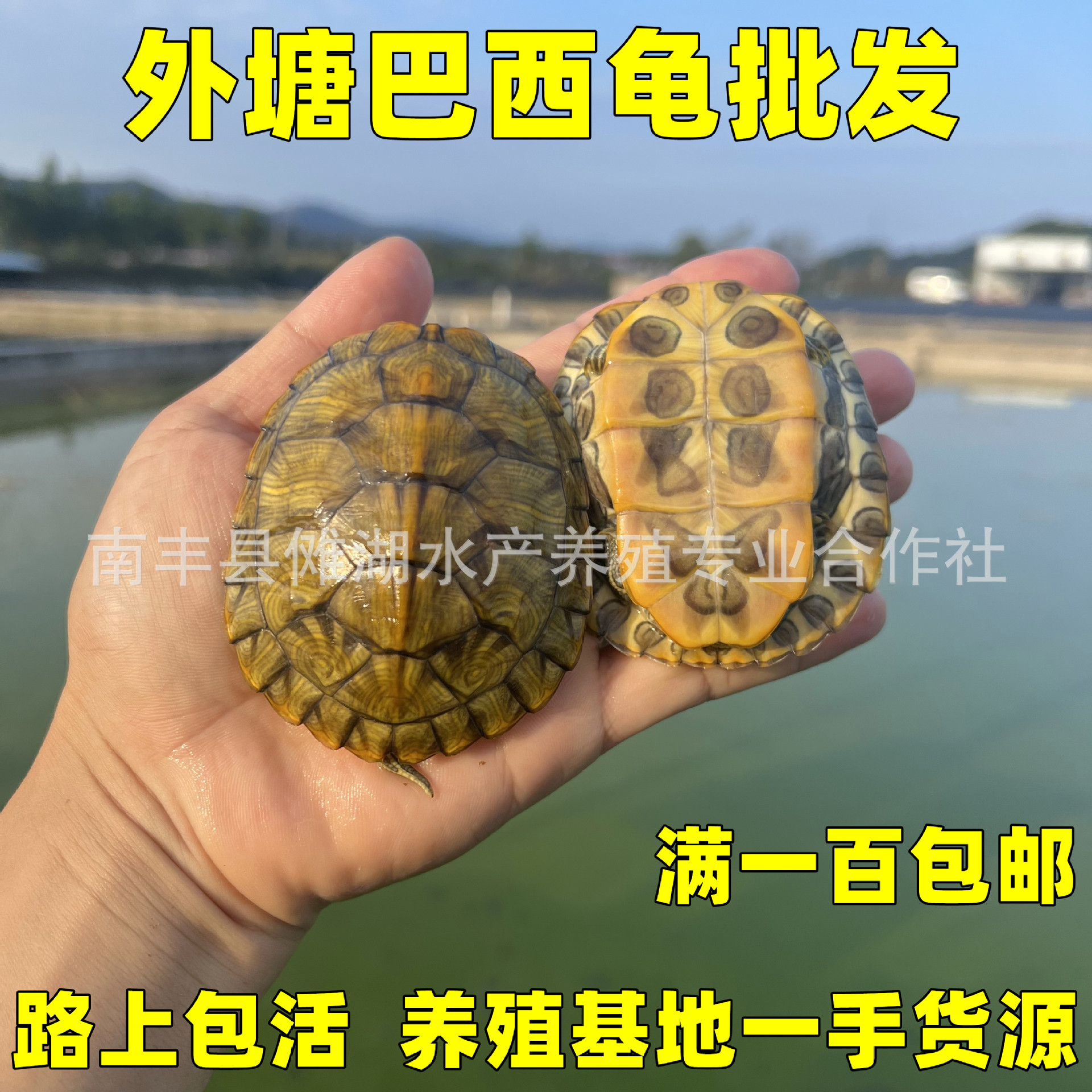 小乌龟活物招财黄金龟陆地深水龟观赏宠物草龟鳄龟巴西龟金钱龟苗