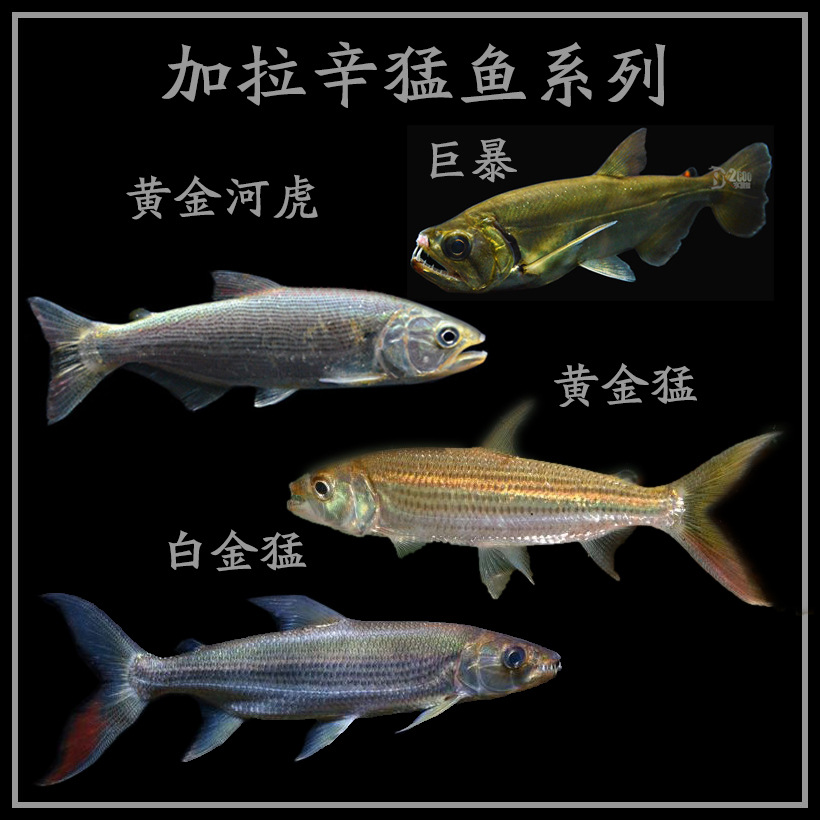 黄金猛鱼白金猛鱼巨暴鱼活体热带鱼黄猛白猛加拉辛活体龙鱼配鱼