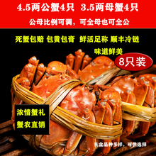 南京高淳固城湖大闸蟹公蟹4.5母蟹3.5两固城湖螃蟹共8只全母鲜活