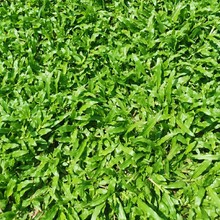 2210基地直销 批发 供应 大叶油草 地毯草 草皮 草块 草卷 草坪