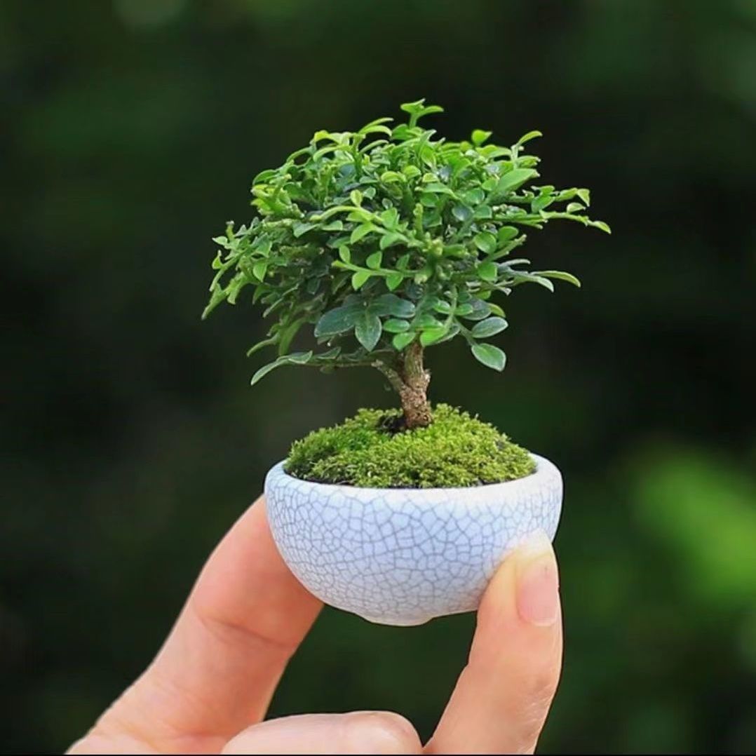 生命之树微景观台湾达摩小叶九里香花卉盆栽微型盆景美观迷你四季