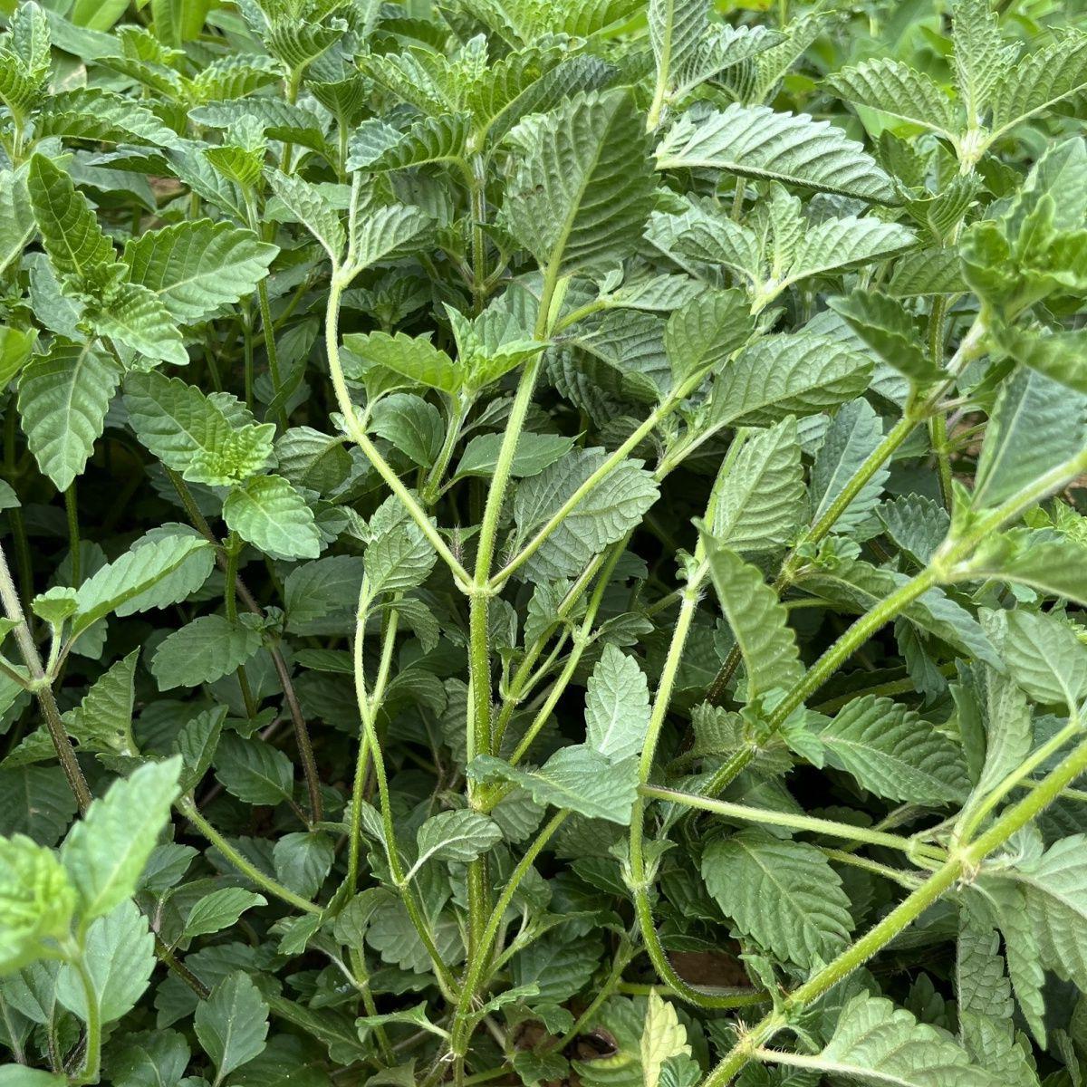 新鲜凉粉草500克 包邮 烧仙草原料仙草蜜 仙草冻 仙人粄仙草