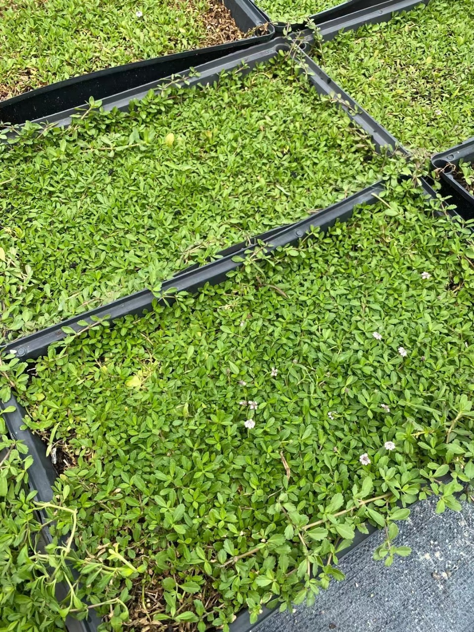 姬岩垂草 开花草坪 屋顶绿化 广东佛山基地 自产自销 抗性好