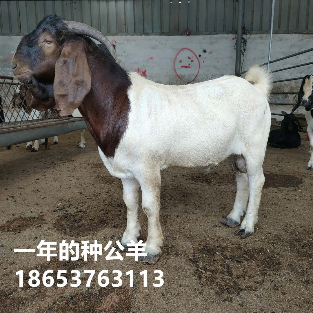 厂家直销波尔山羊 纯波尔山羊种公羊 现在市场波尔羊价格行情怎样