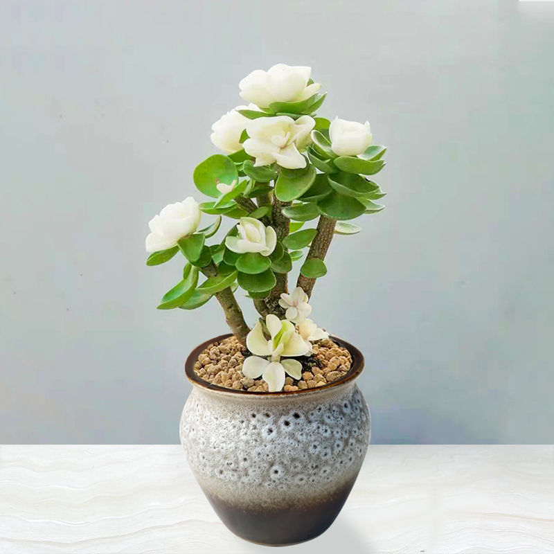 钱多多植物盆栽金钱木老桩好养多肉金钱树发财树室内禄植招财盘景