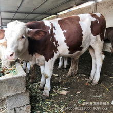 肉牛养殖场出售西门塔尔牛牛犊牛苗西门塔尔肉牛崽头