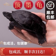 顶墨龟纯种全黑外塘中华草龟长寿黑腹一对情侣小乌龟苗活物活体