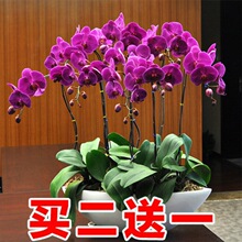 四季蝴蝶兰花卉观花盆栽植物室内带花苞花剑花型大苗包邮清仓跨境