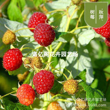 双季红树莓苗秋萍覆盆子南方北方种植四季盆栽地栽果树苗当年结果