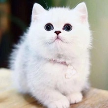 英短金银渐层折耳小猫银点美短英短蓝白蓝猫加菲幼猫宠物猫咪活体
