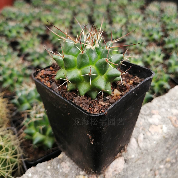 多肉植物批发 约4-6cm 魔象 毛象仙人球 裸根 花卉盆栽绿植