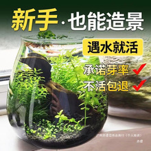 生态缸水草种子水草泥净水造景套餐底砂种籽孑阴性真草盆栽装饰瓶