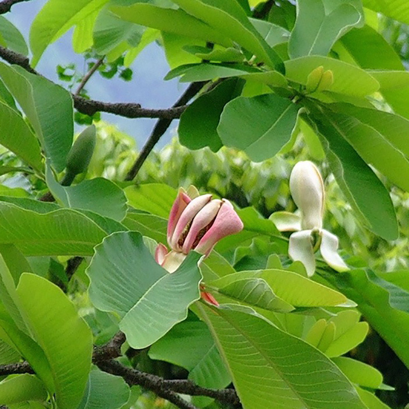 厚朴种子 新采厚朴种子 优质厚朴树种子 可园林绿化药材 两用树种