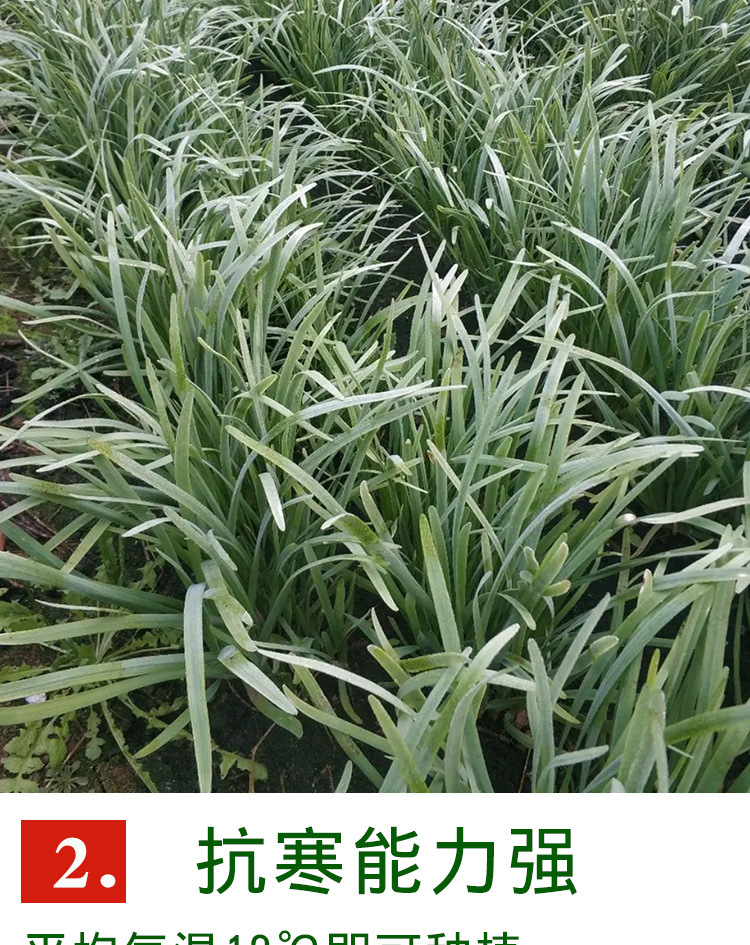 永红791韭菜种子 农田菜地农户种植叶片厚抗寒力强白根韭菜籽