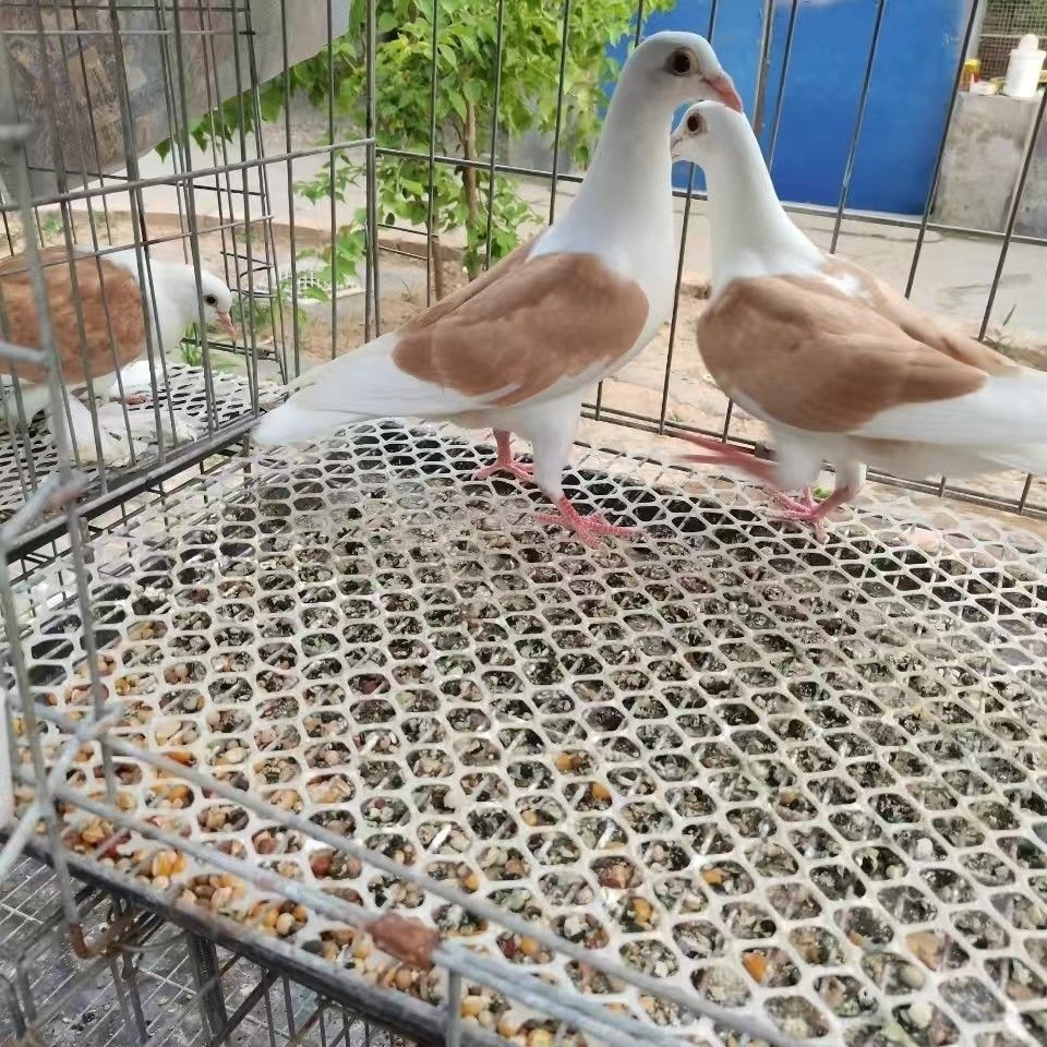 蝴蝶背瓦灰白成绩鸽观赏鸽宠物鸽观赏鸟雨点淑女