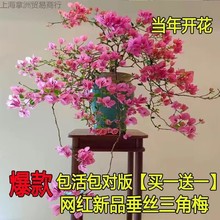 三角梅老桩原土带叶四季开花绿植盆栽好养活阳台庭院爬藤重瓣垂丝