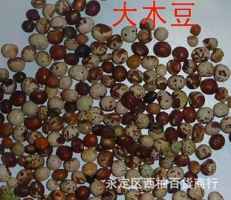 木豆种子/木豆/豆蓉/观音豆/树豆/柳豆当年新采绿化灌木种子
