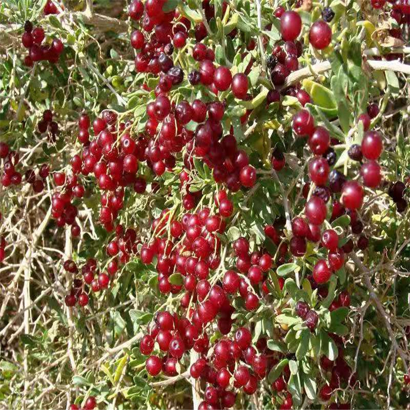 基地直供红色黄色沙棘果树苗 防风固沙用沙刺果树