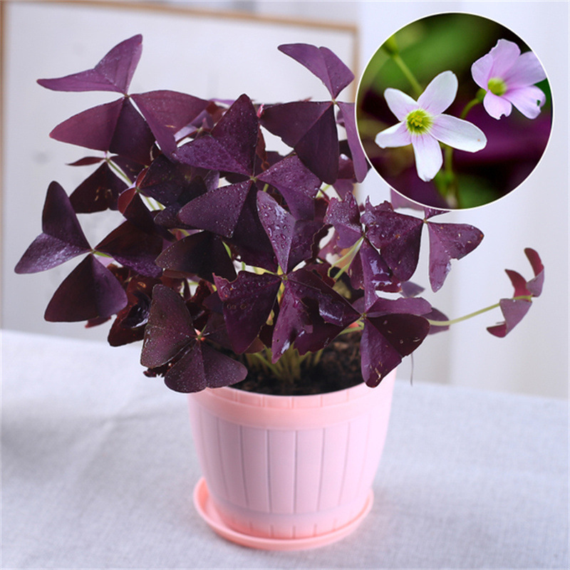 室内阳台花园盆栽紫罗兰鸭跖草吊兰垂吊紫叶草种球盆栽地载紫竹梅