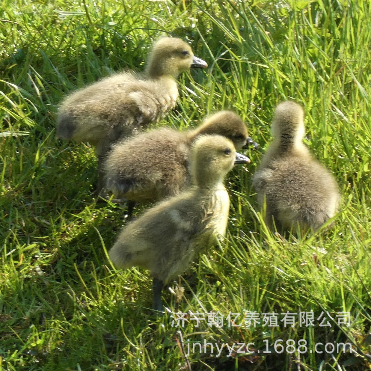 生态鹅苗养殖场出售狮头鹅大品种杂交白鹅 土肥鹅 皖浦鹅量大回收