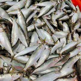 0成交0笔7年复购率:批发冷冻七星沙丁鱼鳁 金枪鱼饵料罐头原料沙丁鱼
