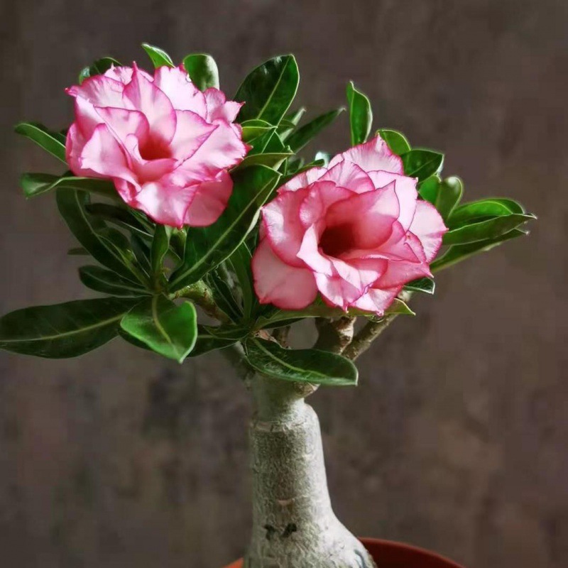 沙漠玫瑰老桩盆栽重瓣勤花爆花喜阳耐晒耐热室内阳台庭院花卉植物