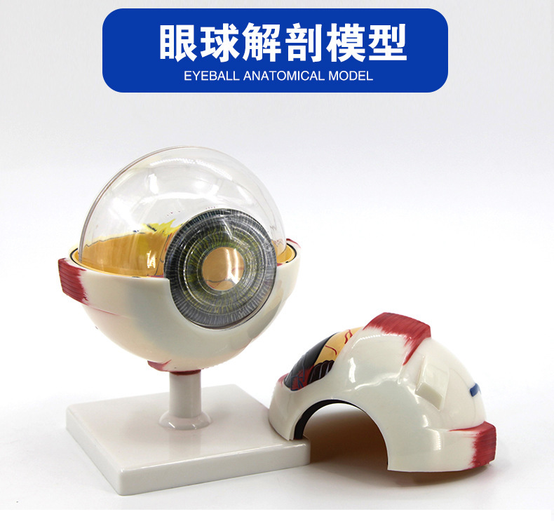 qh3 times 6 times eyeball anatomy model detachable teaching aids structure construction biological science and education instrument for teaching