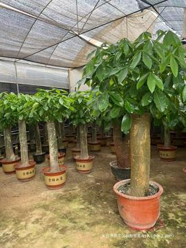 大单杆老桩发财树室内办公室客厅招财树乔迁开业送礼盆景好养绿植