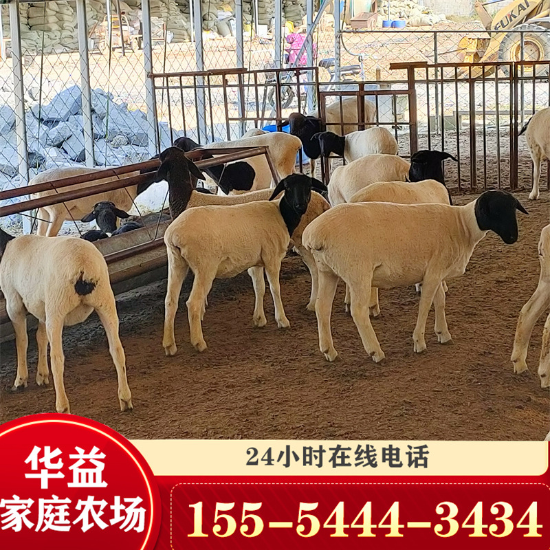 杜泊绵羊羊羔 养一头绵羊一年利润 杜泊绵羊种羊养殖场