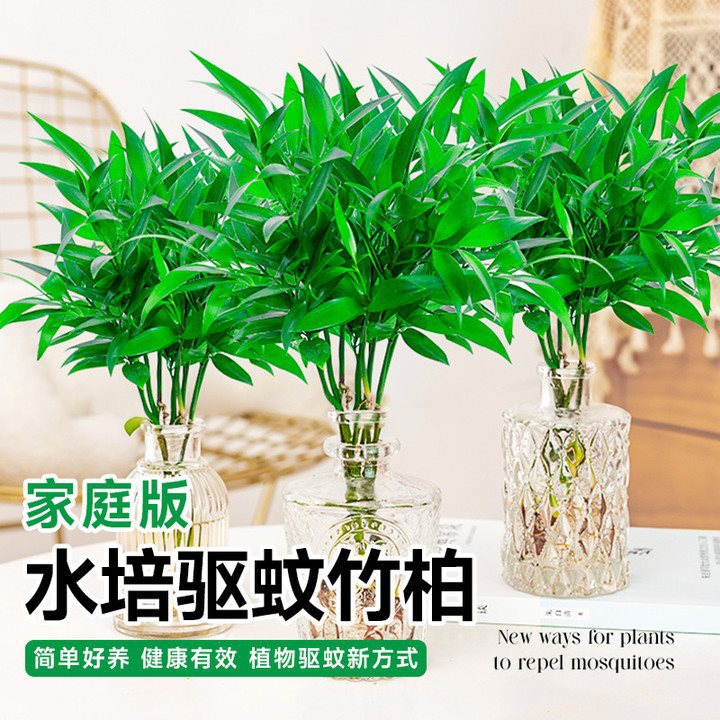 竹柏驱蚊竹水培植物室内客厅水养绿植花卉盆栽办公室桌面四季好养