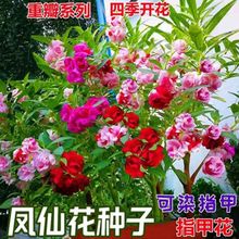 重瓣凤仙花种子指甲花凤仙茶花四季播易活庭院阳台盆栽花卉种子