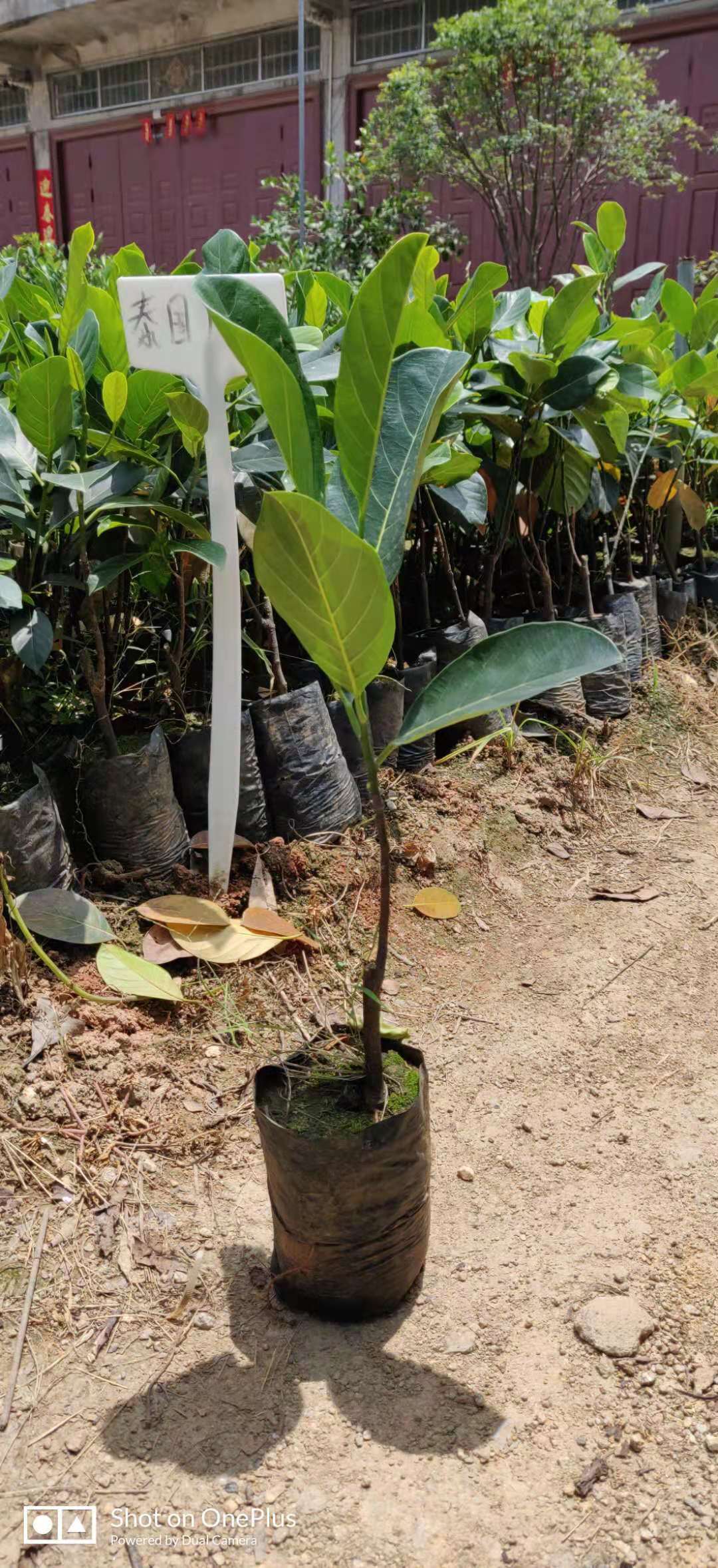 菠萝蜜苗 木菠萝 嫁接 干包 四季 泰国12号菠萝蜜 果树苗 红肉