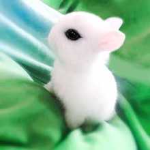 小活体侏儒兔迷你长不大小型公主熊猫垂耳小型宠物小白兔