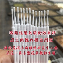 涂层超细授粉笔勋章多肉肉锥生石花景天十二卷兰花小型植物授粉笔