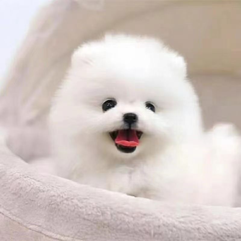 纯种博美幼犬活体纯白色超萌长不大可爱宠物狗狗茶杯犬白色-阿里巴巴