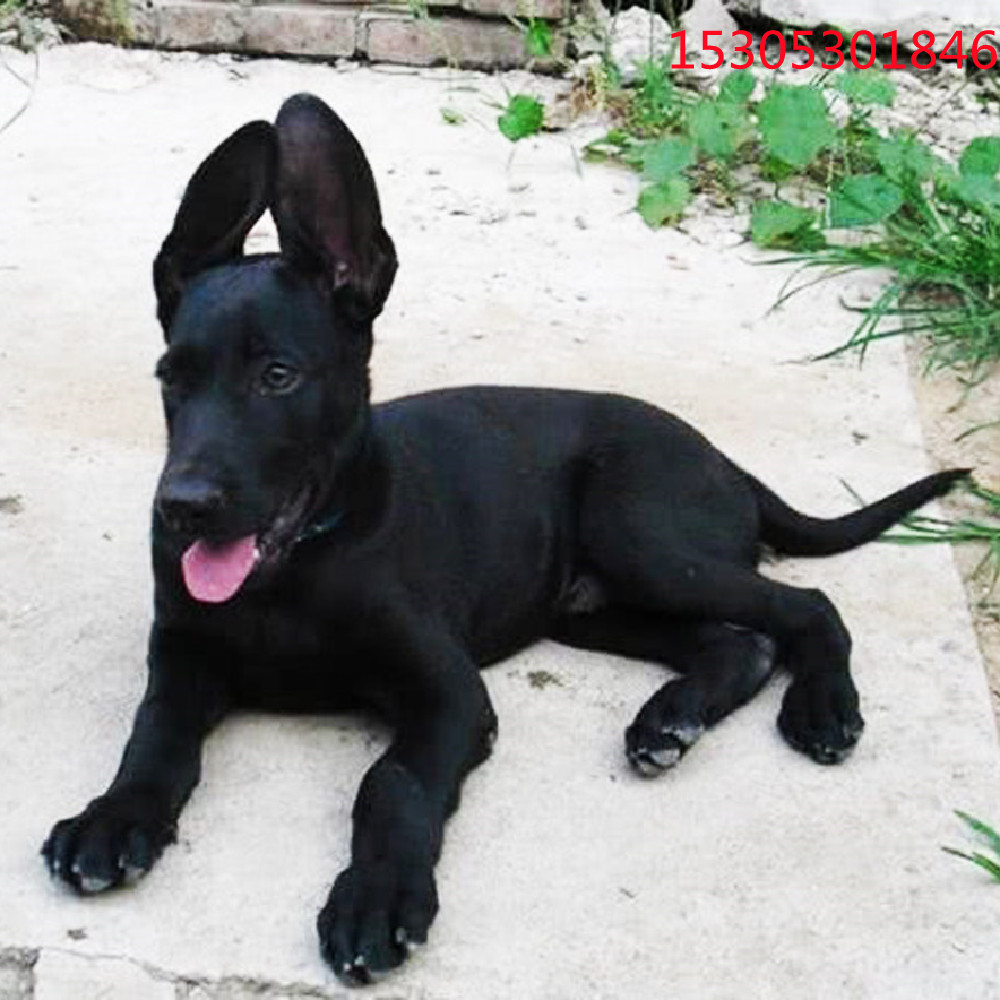 出售中华黑狼犬活 体幼犬 大骨架贴身短毛黑狼三个月黑狼多少一只