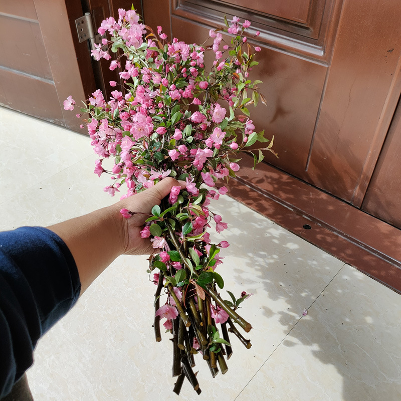 干枝垂丝海棠泡水开花鲜切花枝海棠干支花遇水开花插花年宵花植物