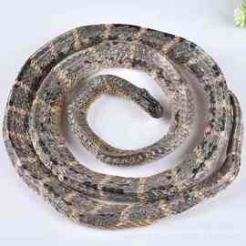 中药材白花蛇 蛇蕲蛇 乌稍蛇 大货批发