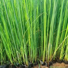 基地供应水葱 高度冠幅15~78公分 水生植物 地被草花苗木基地直销