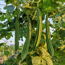 广东丝瓜新鲜棱丝瓜八角瓜长肉丝瓜水瓜鲜甜农产品