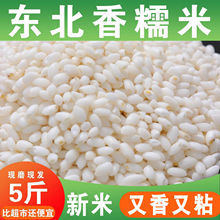 东北五常新鲜圆糯米新米包粽子江米圆粒糯米糍粽子米酿酒粘大米