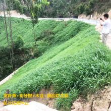 夏天耐旱绿化草坪种子批发黑麦草草种籽草籽混播草种子护坡固土